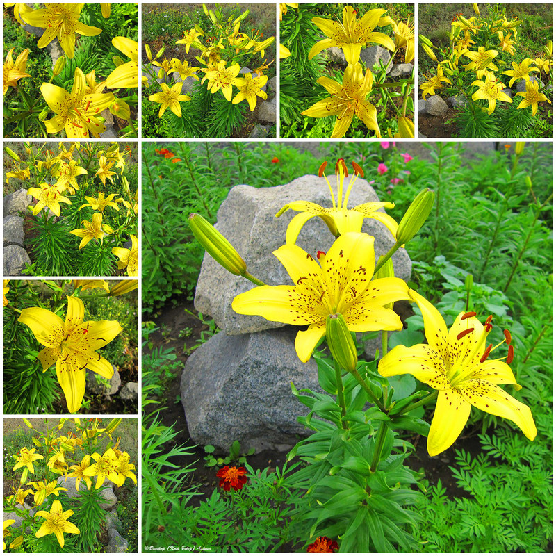 городские цветы8-6_edorig