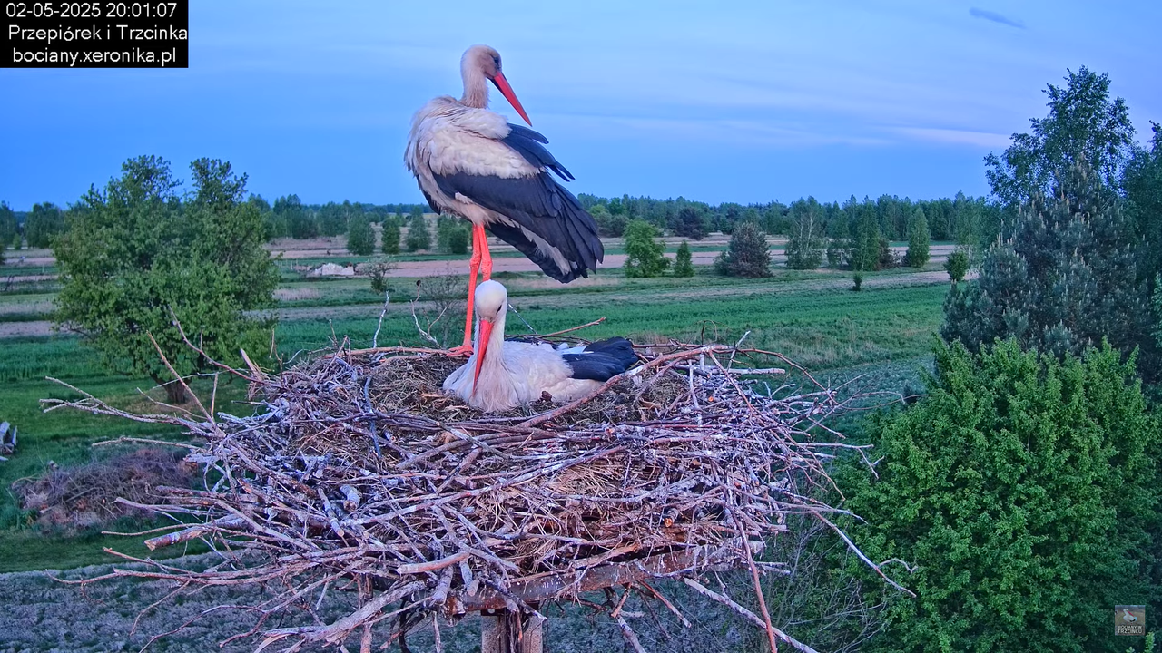 02052025bociany28