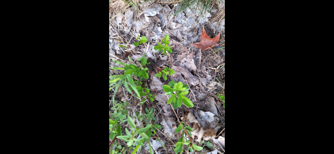 resprout