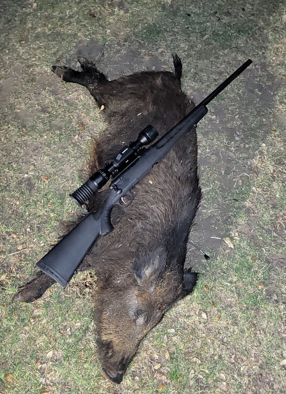 hog-20230312_050633 (1)