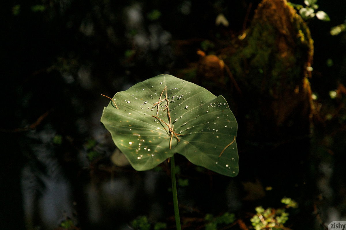 full_009_1709561719448202