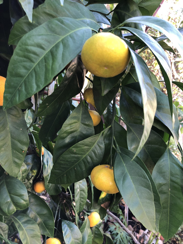 C57B6A15-8A37-42BA-8451-F9101C8DC807