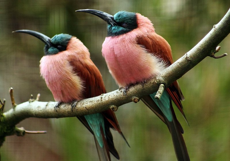 1663058363-57-poknok-art-p-strannie-ptitsi-62