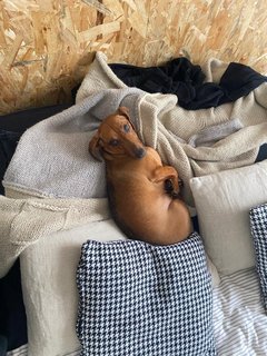 [Image: 401116-B2-9537-48-A2-8121-3-DF56-E9039-B9.jpg]