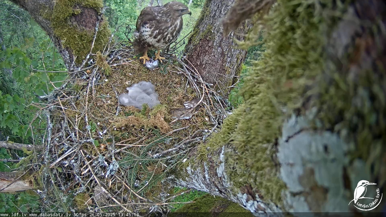 Melnās klijas (Milvus migrans) Kurzemē_ peļu klijāni (Buteo buteo) 12-55-3 screenshot