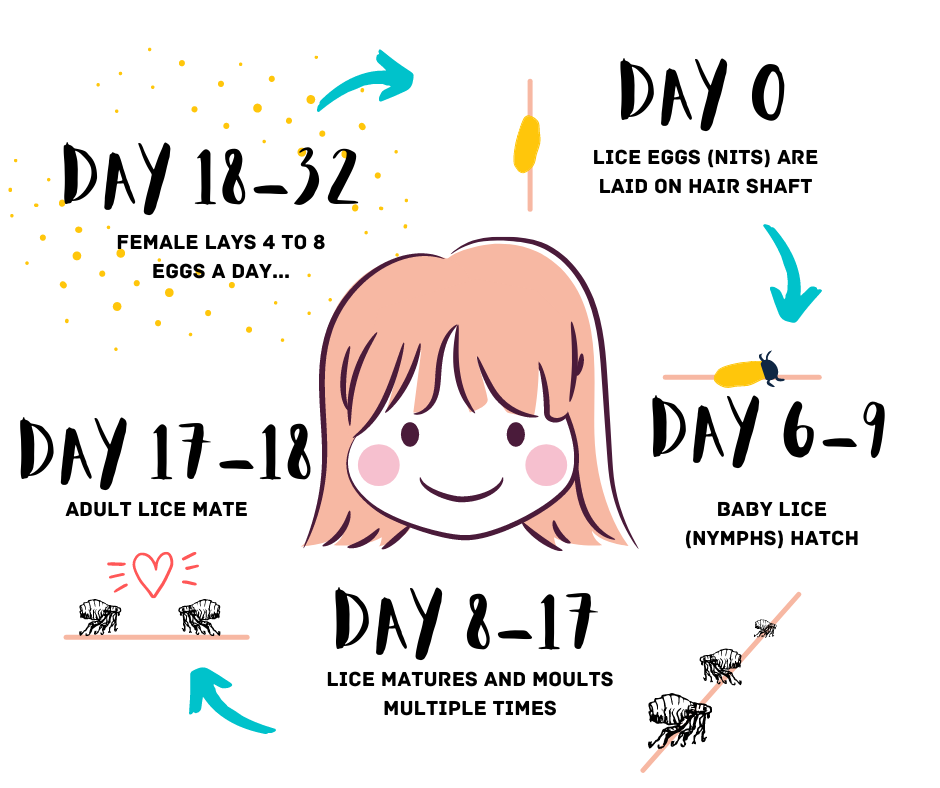 Lifecycle of Head Lice