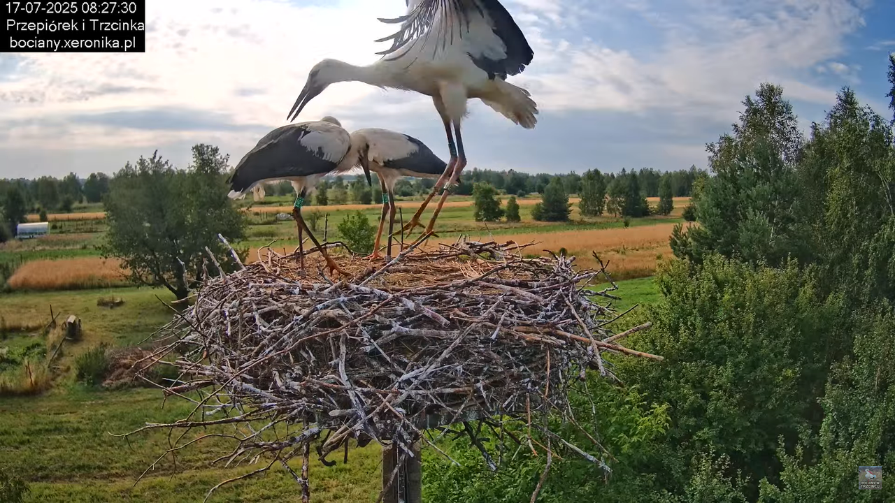 17072025bociany25