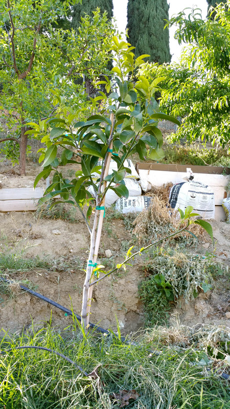 Black Sapote (Black Beauty8)