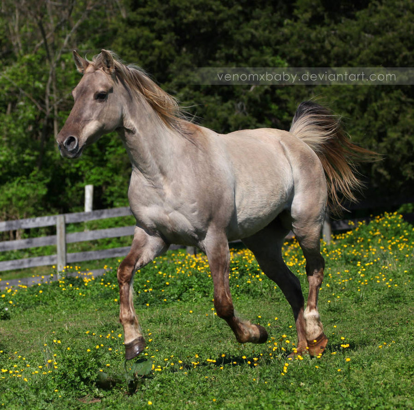 silver-grulla-mare-4-by-venomxbaby-d80duah-pre.jpg