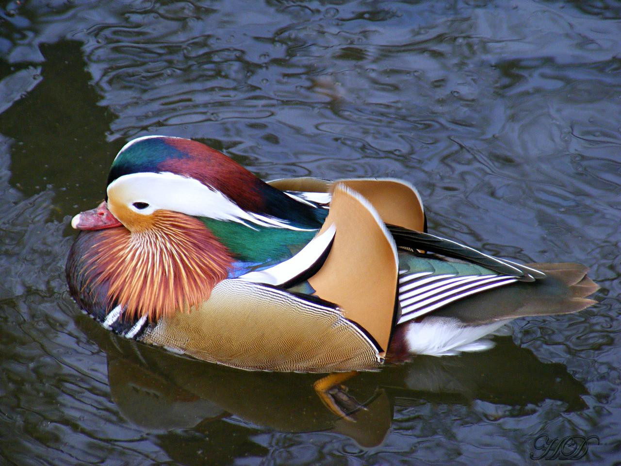 Animal-manderin-duck-HD.jpg