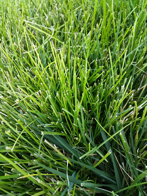 Different colors of grass - Help a newbie | Lawn Care Forum