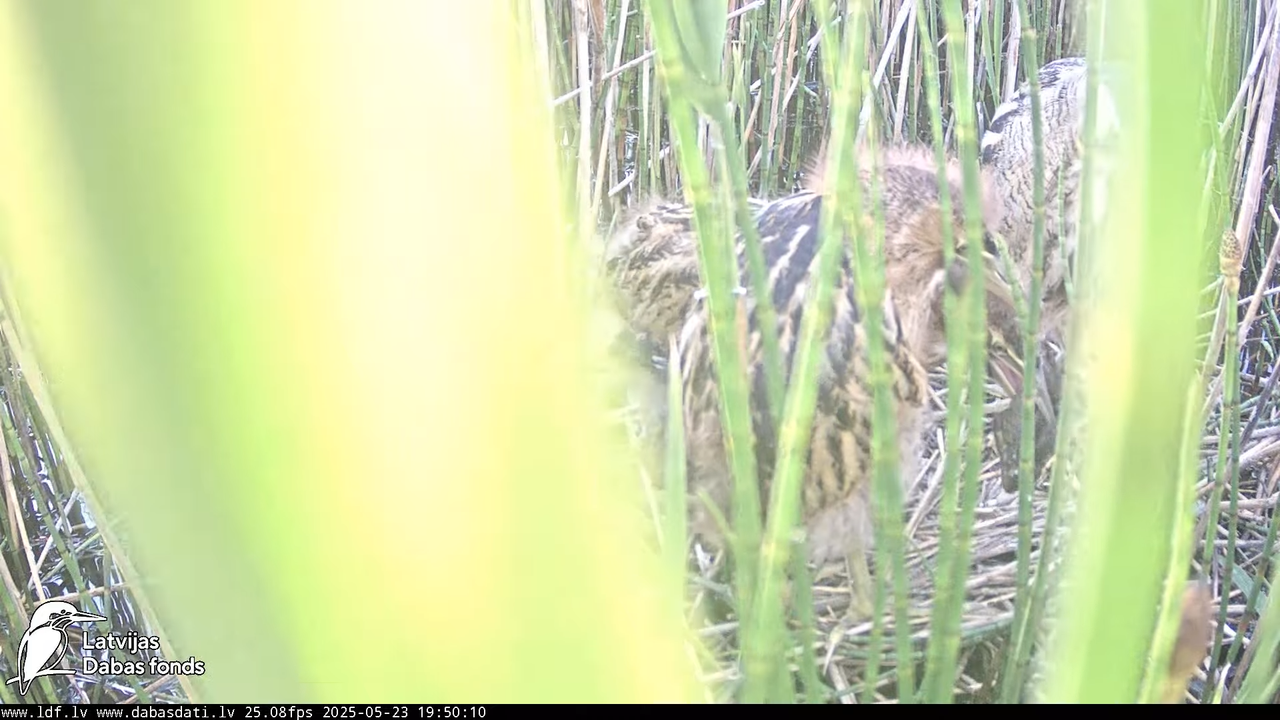 LDF Lielais dumpis (Botaurus stellaris) Zemītes pagastā 9-29-0 screenshot