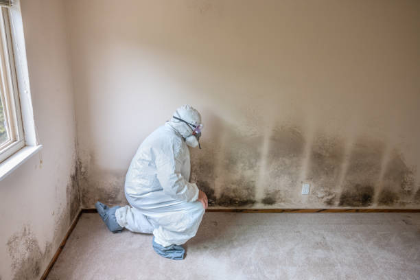 mold removal in Toronto