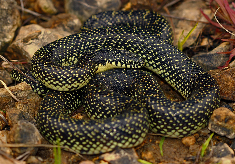 green-speckled-snake.jpg