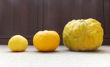 Hanayuzu Hong yuzu Shishi yuzu 花ユズ、本柚子、獅子柚子 2