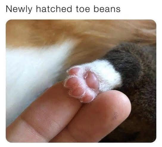 toebeans-Imgur.jpg