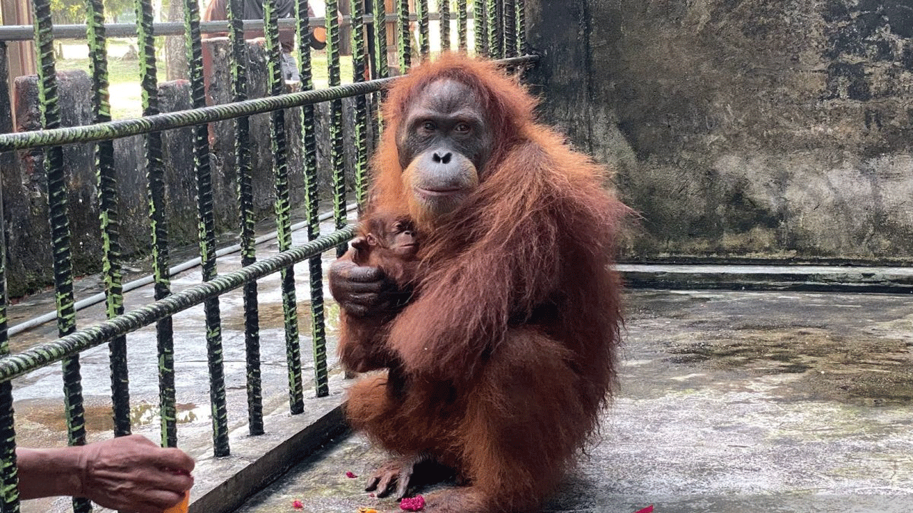 Orangutan Lempar Semangka