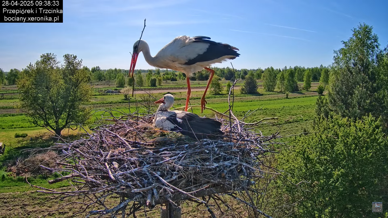 28042025bociany14