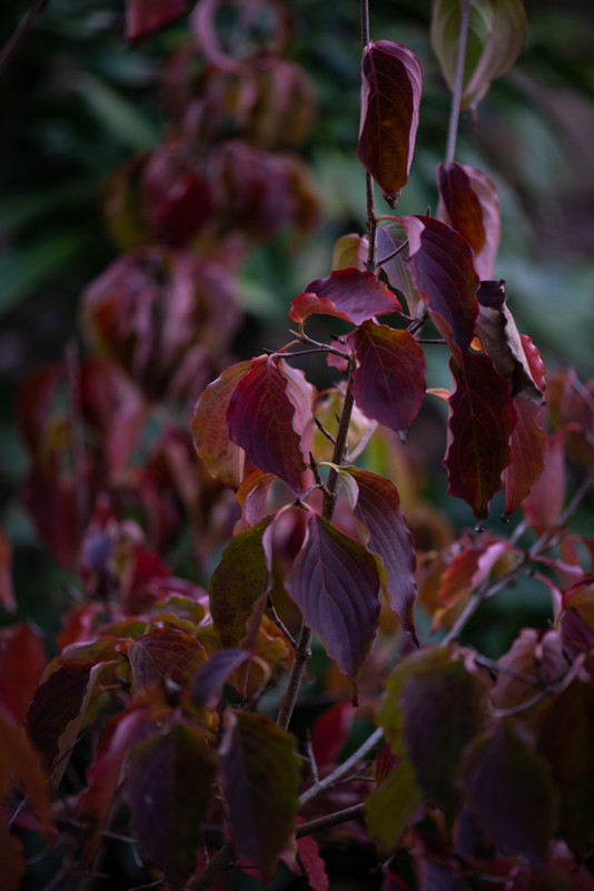 IMG-e9cca8ff2425865c046562d79d800d87-V