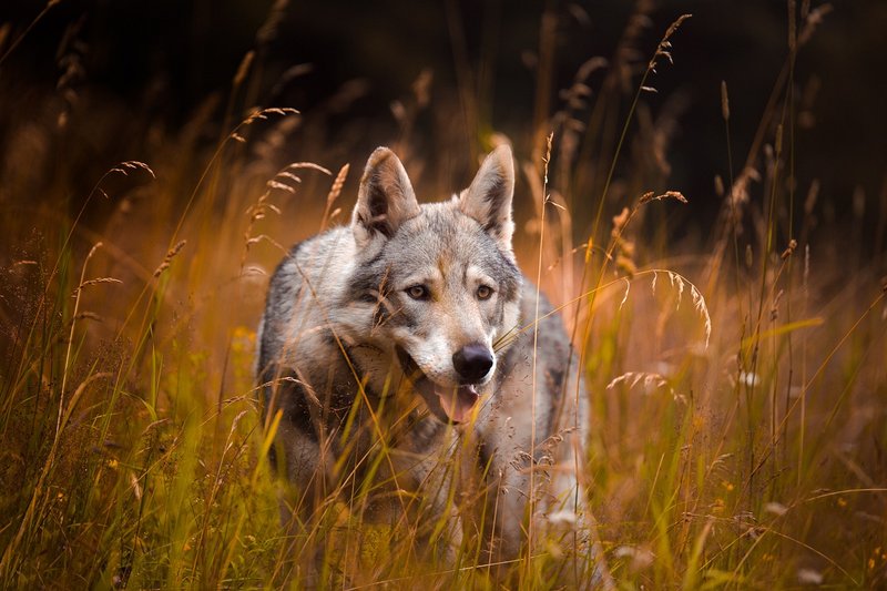 Animal - Descubre por qué los perros lobos son la elección perfecta para algunos dueños de mascotas Perro-raza-lobo