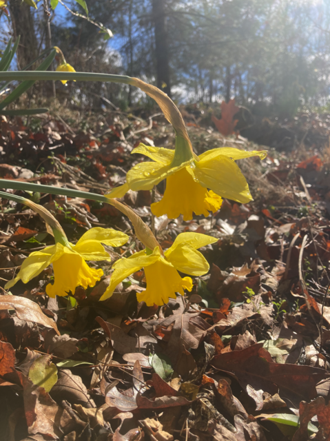 [Image: Winter-Bloom2.png]