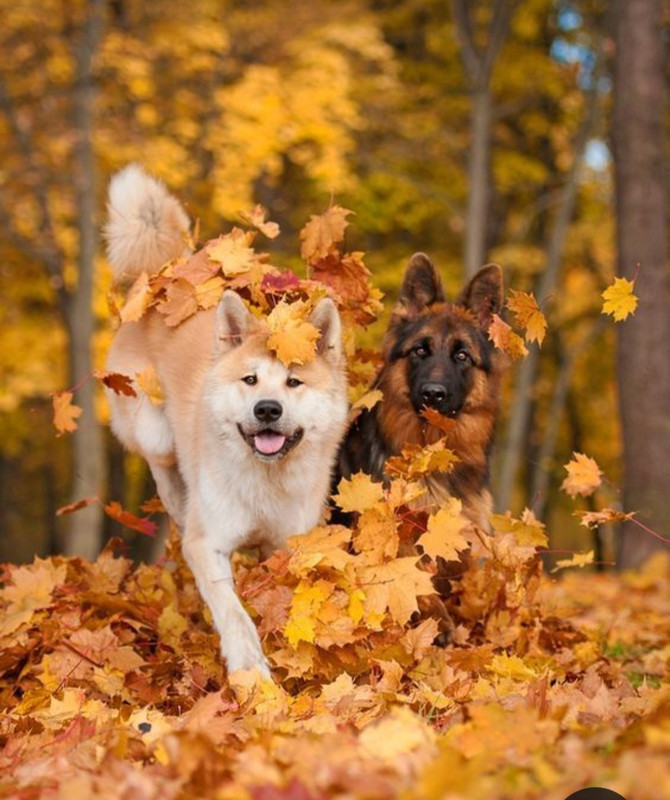 Screenshot_20231115_205046_Pinterest