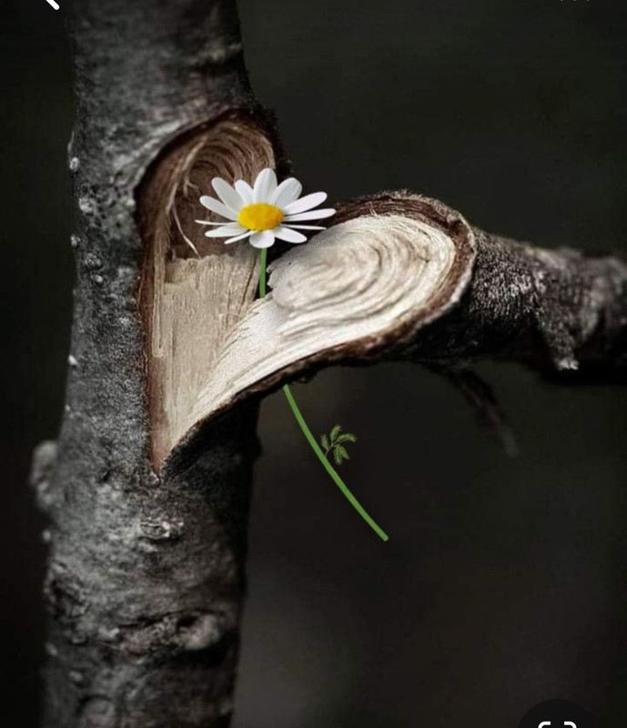 Screenshot_20240210_224319_Pinterest