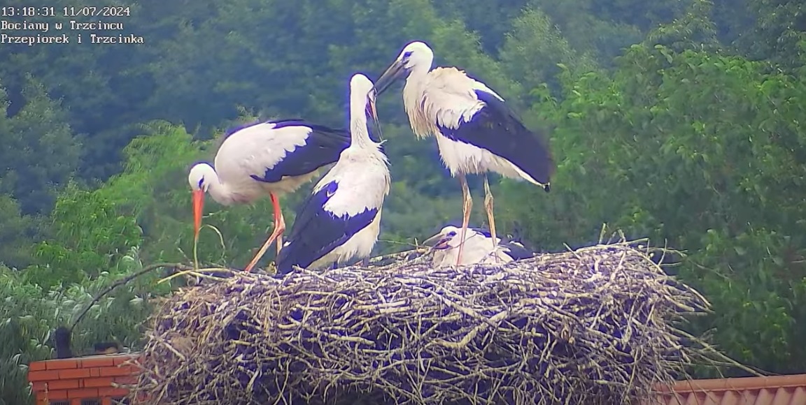 costatrawaminiepasuje