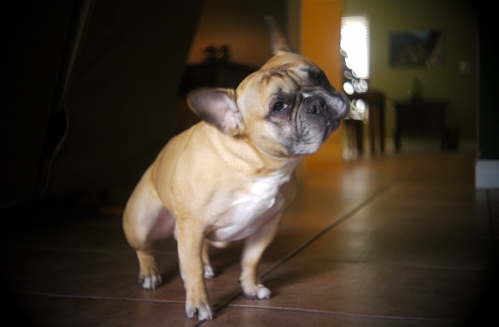 Ilustrasi anjing jenis French Bulldog