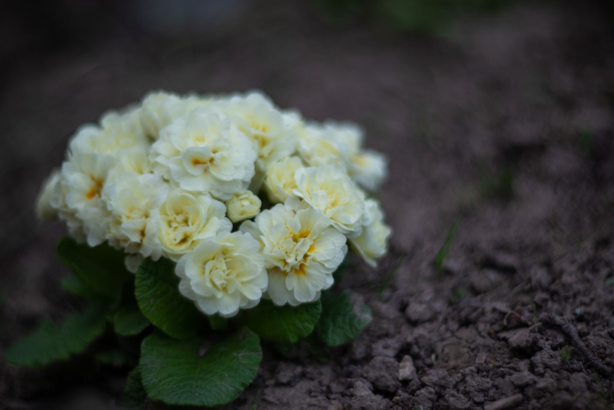 IMG-dae9b63013da8463e41338f54a854151-V