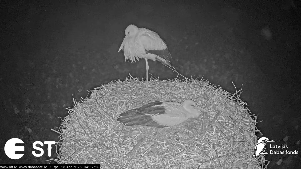 (20) Baltie stārķi (Ciconia ciconia) Tukuma novadā __ White storks in Tukums, Latvia - YouTube - 541