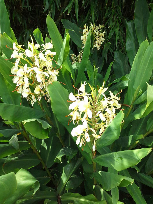 Hedychium 'Devon Cream'