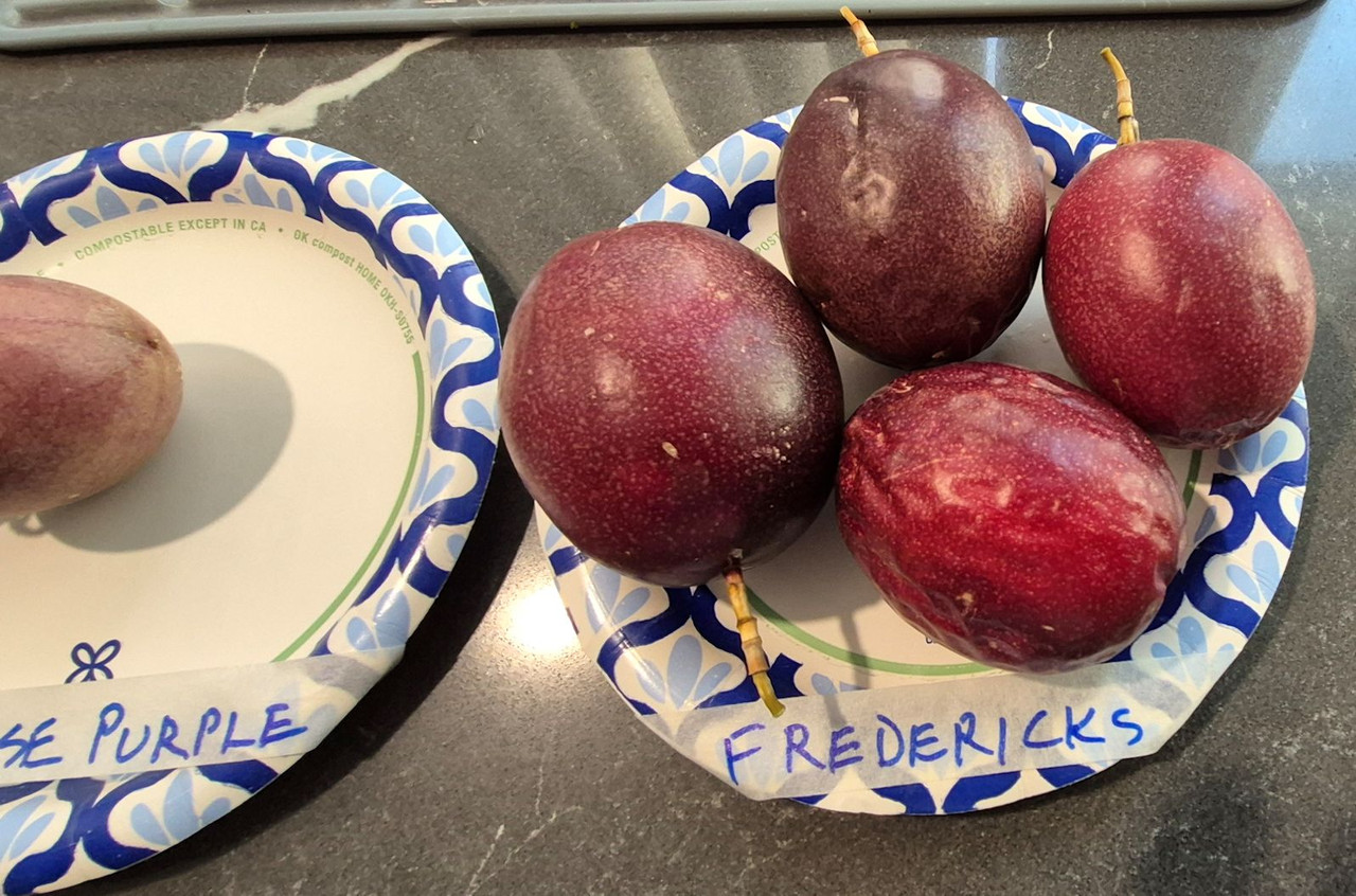 Taiwanese Purple Taste Pic101