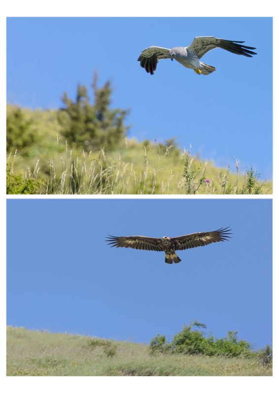 Pagine 3 da alto Mugello (