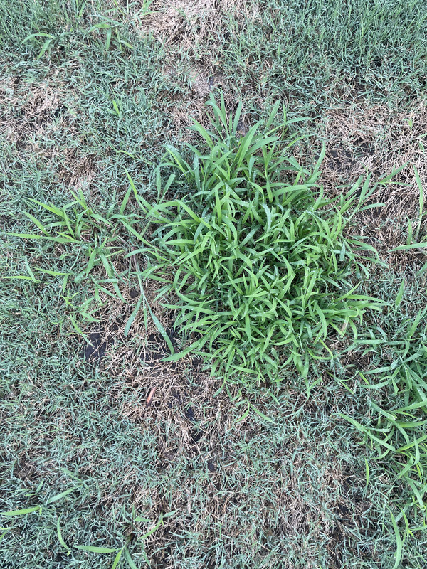 What Does New Bermuda Grass Look Like: Ultimate Guide to Appearance