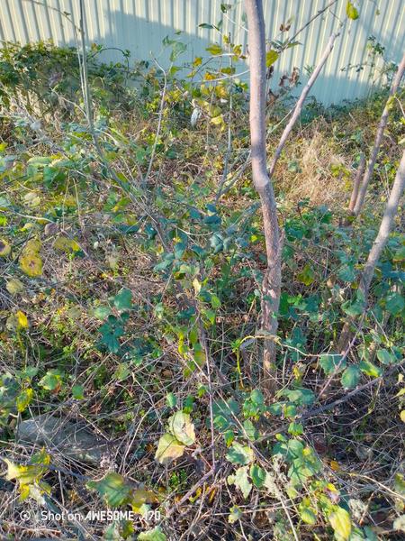 IMG 20251130 112703 030