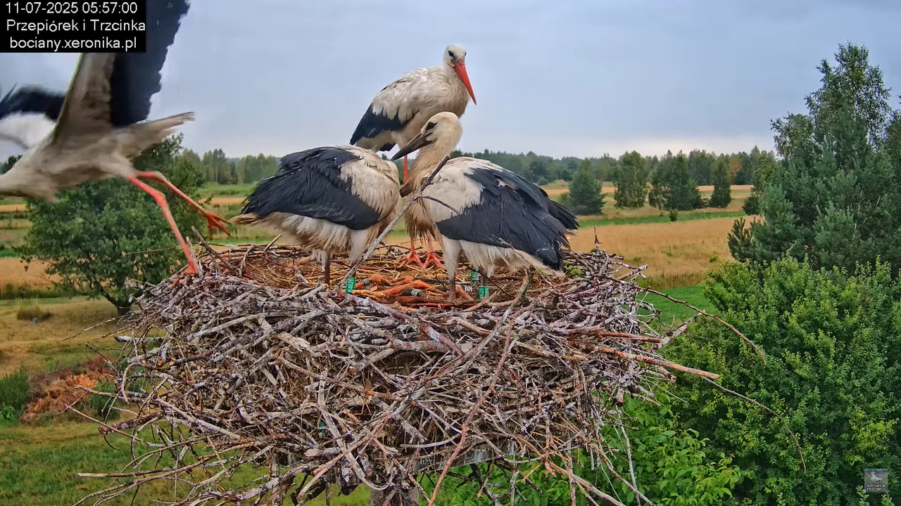11072025bociany12