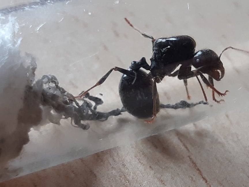 45487157_550129892101607_6231706145849868288_n