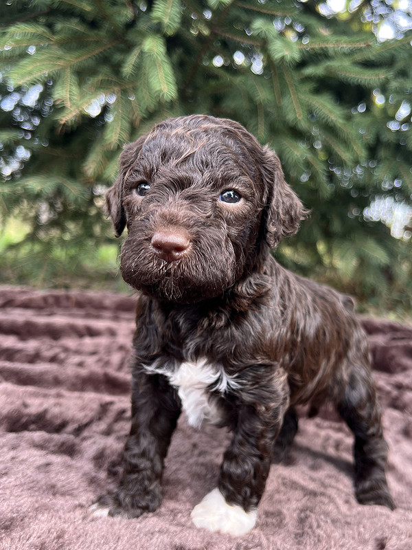 Lagotto Romagnolo female puppy for sale – Ideal Dale Europa – 27 days old – photo 1 – brown coat with white left paw and chest blaze