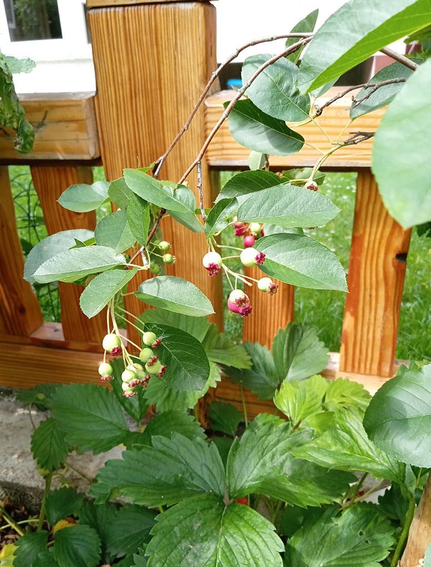 IMG_20250616_141930066