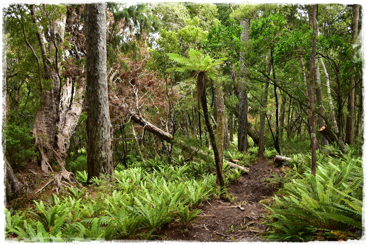 Fiordland NP: Humpridge Track (febrero 2021) - Escapadas y rutas por la Nueva Zelanda menos conocida (50)