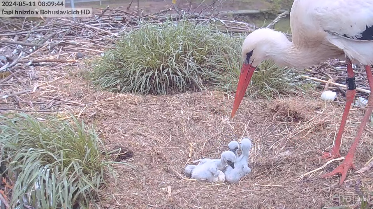 Tiešraide no stārķa skursteņa Bohuslavicē pie Trutnovas HD formātā 12-11-33 screenshot