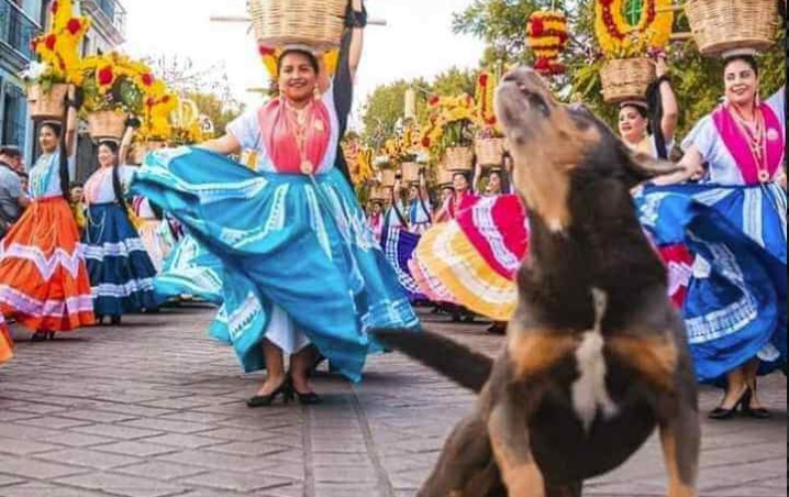 Reaparece Mazapán el perro estrella de la Guelaguetza