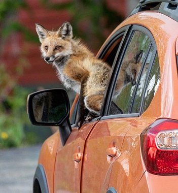Лисиця у машині