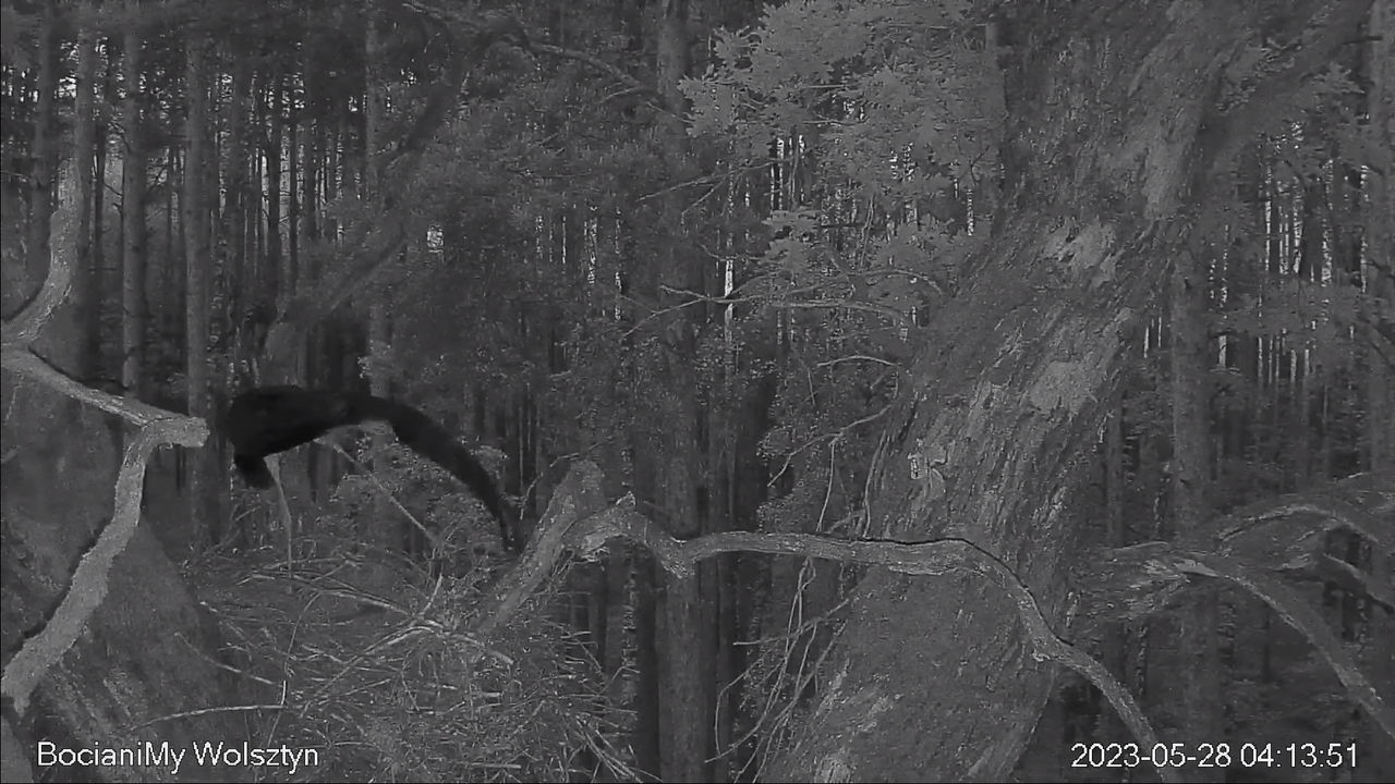 Zrzut ekranu (14543)