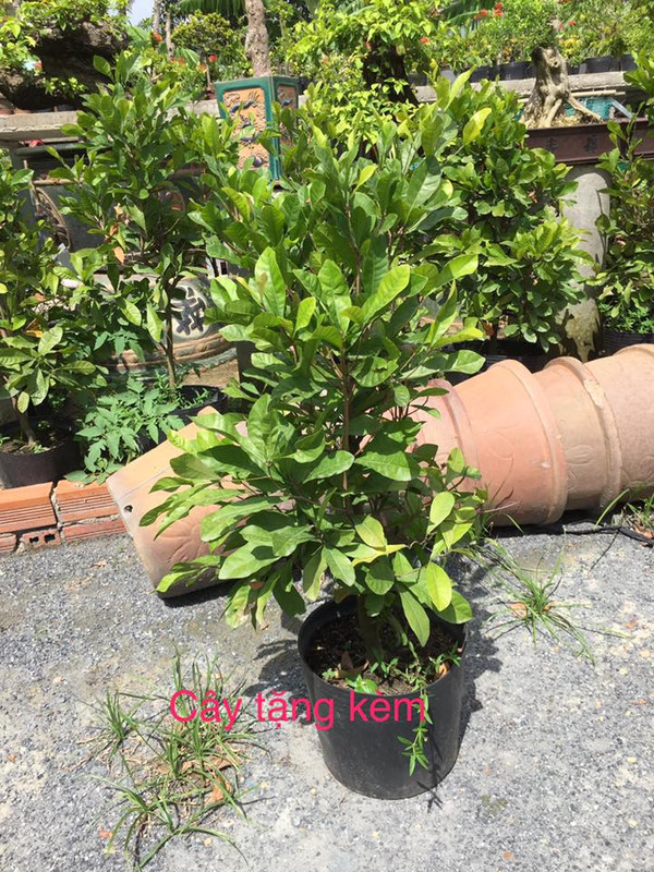 38425797_260984051397595_1661725574126632960_n