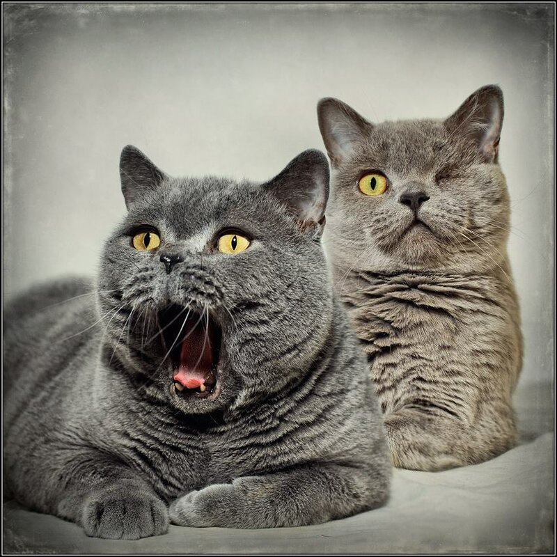 10369600-788283657904394-5502923331895481341-n