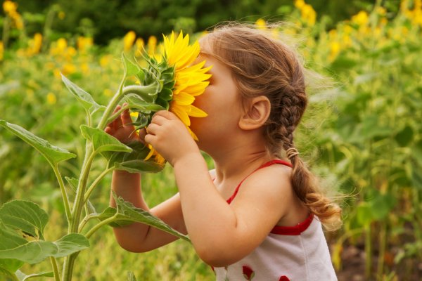 depositphotos-18226835-stock-photo-child-and-sunflower.jpg