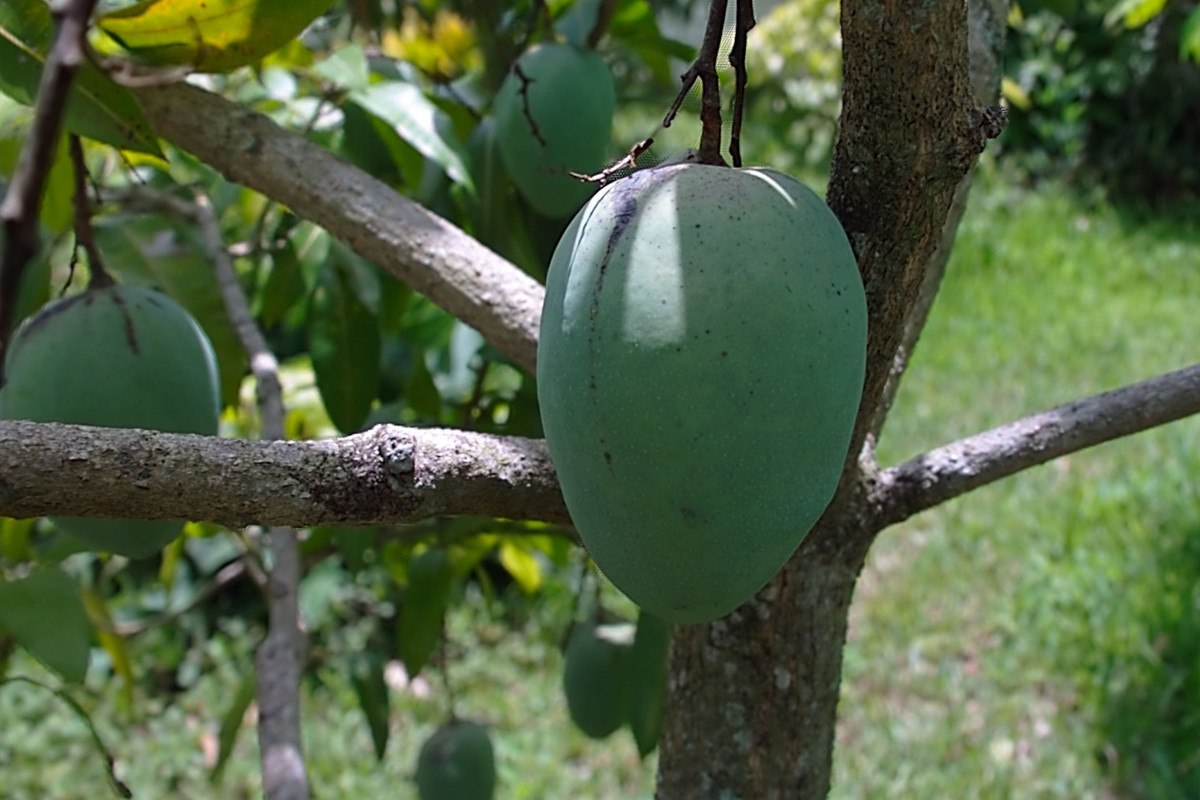 mango100
