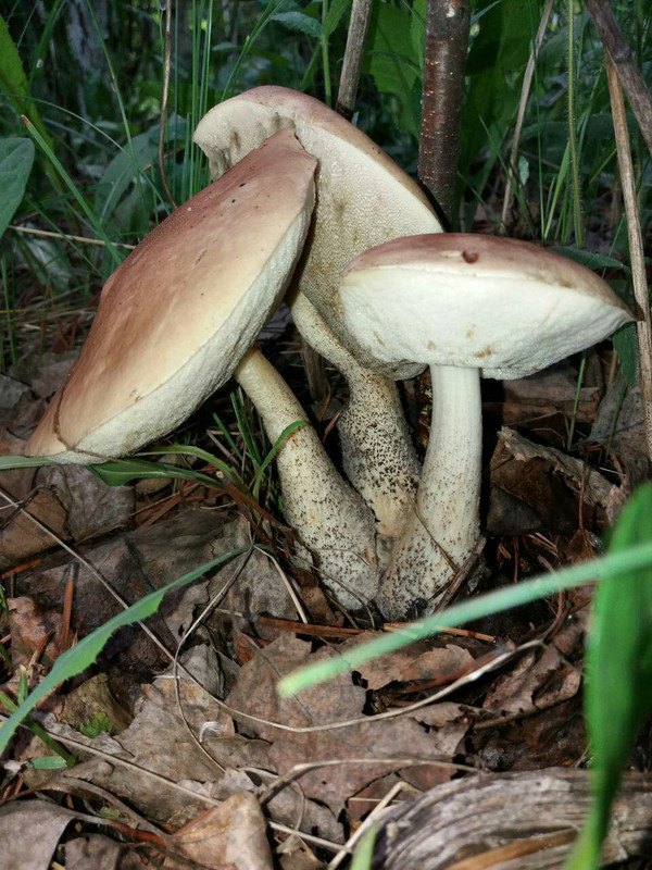 IMG-c745d255583427aa343241500e98a9a9-V